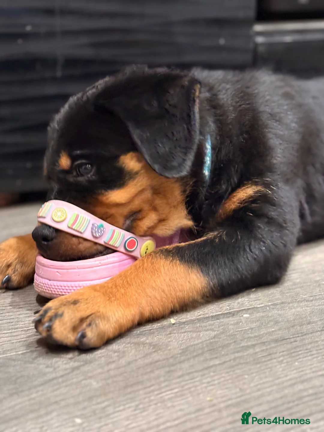 Rottweiler dogs for sale: ⭐️4 Rottweiler Boys For Sale ⭐️ - Advert 1