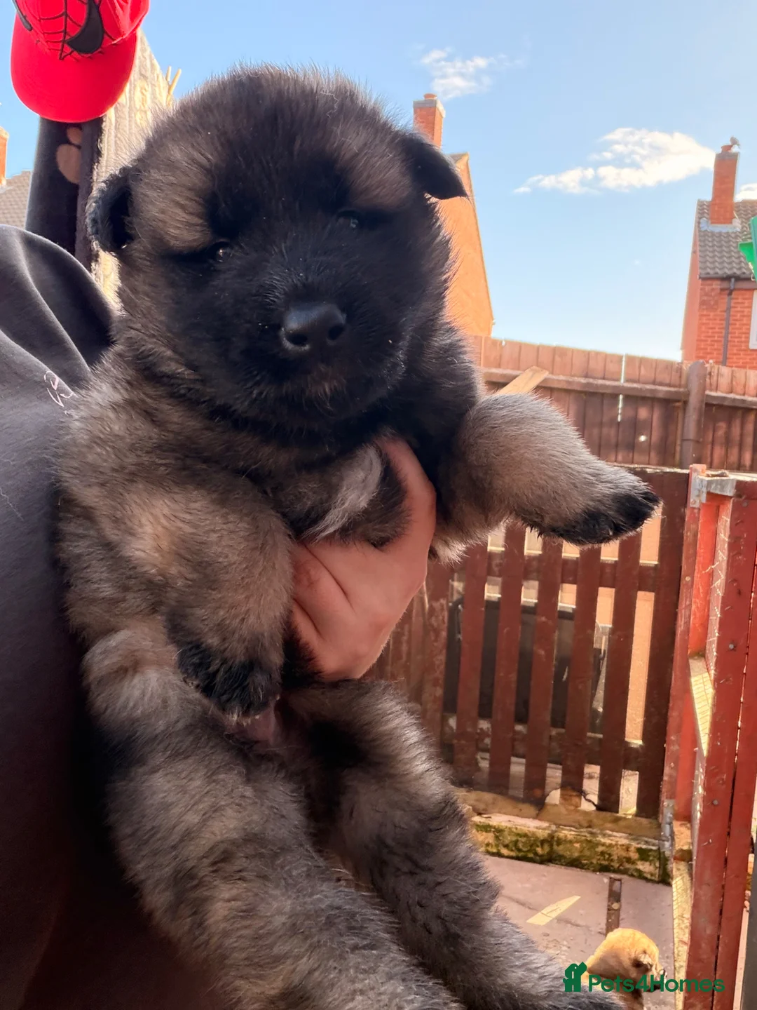 Akita dogs for sale: American Akita  - Advert 2