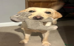 Labrador Retriever dogs for sale: 8 month old male Golden Labrador Retriever - Image 3