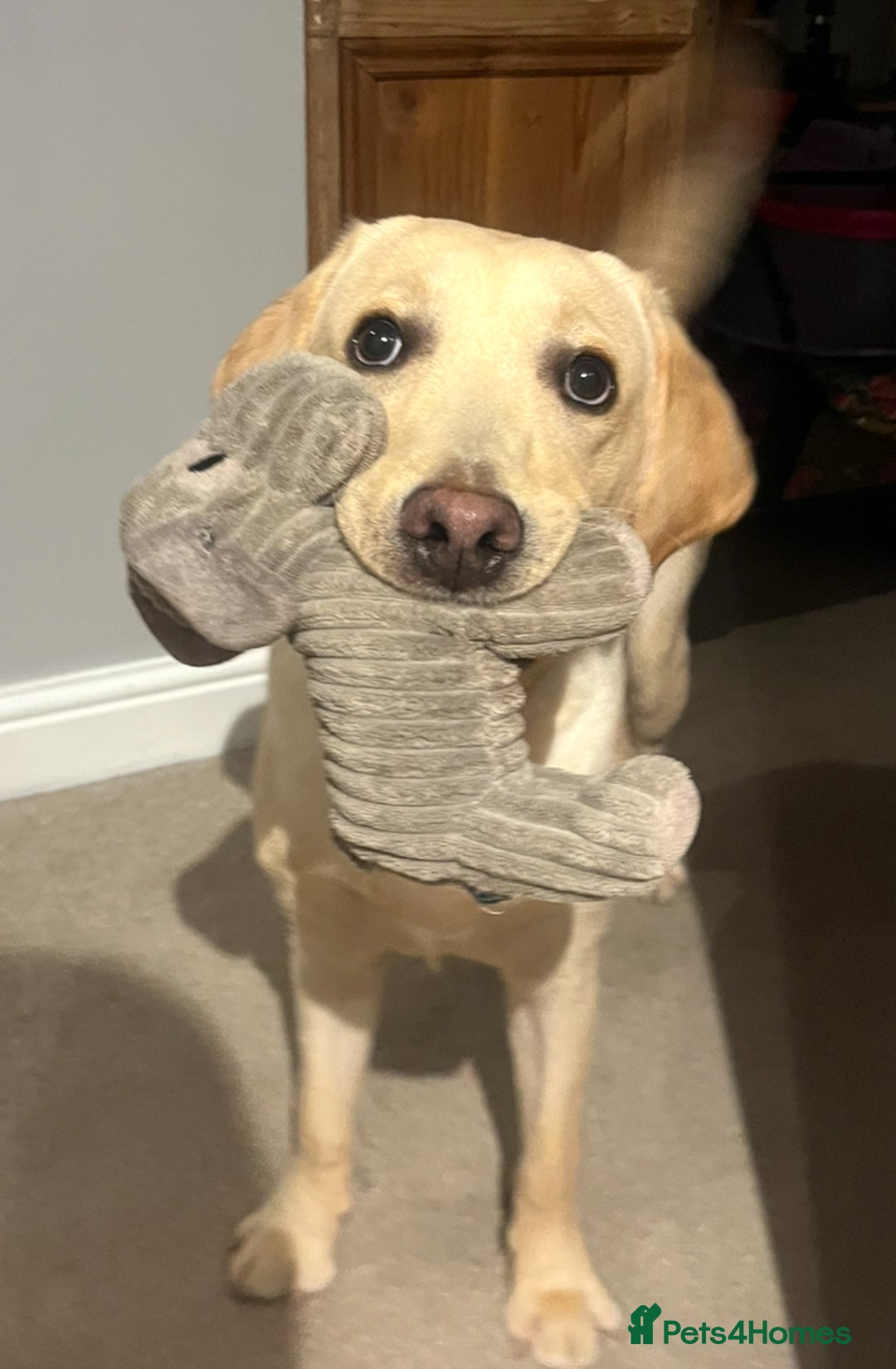 Labrador Retriever dogs for sale: 8 month old male Golden Labrador Retriever - Image 3