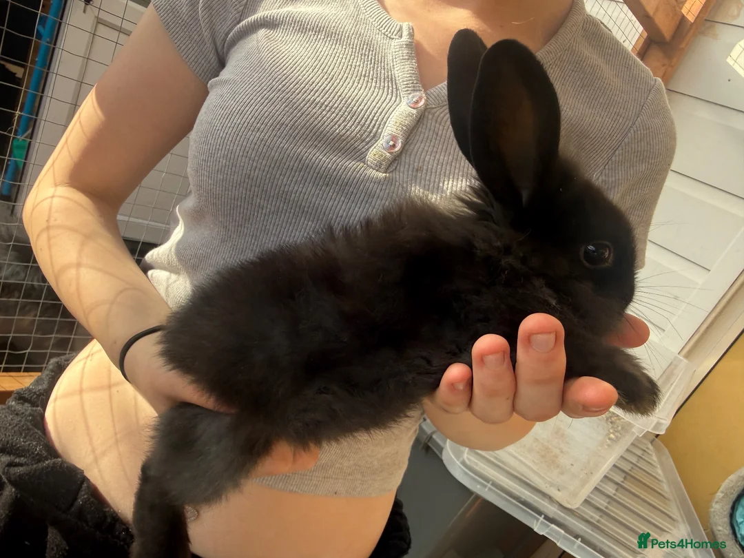 Lionhead rabbits for sale: Baby rabbits  - Advert 1