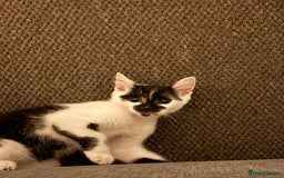 British Shorthair cats for sale: 2 Beautiful kittens  - Advert 4