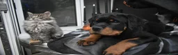 Rottweiler dogs for sale: Champion-Bred Rottweiler Puppies for Loving Homes - Advert 5