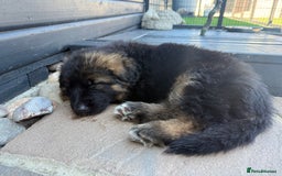 German Shepherd dogs for sale: Only 1 boy left Kc German Shepherd Puppies in Canvey Island - Image 33