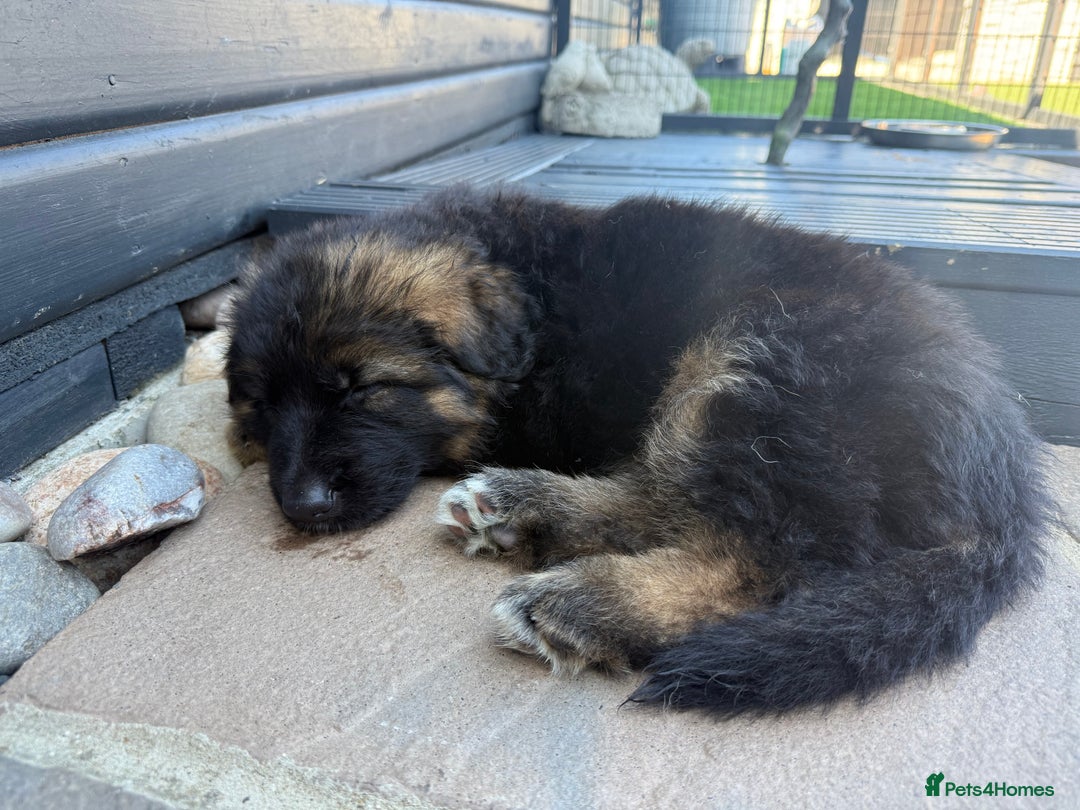 German Shepherd dogs for sale: Only 1 boy left Kc German Shepherd Puppies in Canvey Island - Image 33