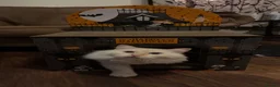 Ragdoll cats for sale: 2x RagdollxPersian Pairs in Mansfield - Advert 5