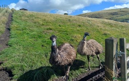 Emus poultry for sale: Beautiful Emus - pets and breeding pair - Image 1
