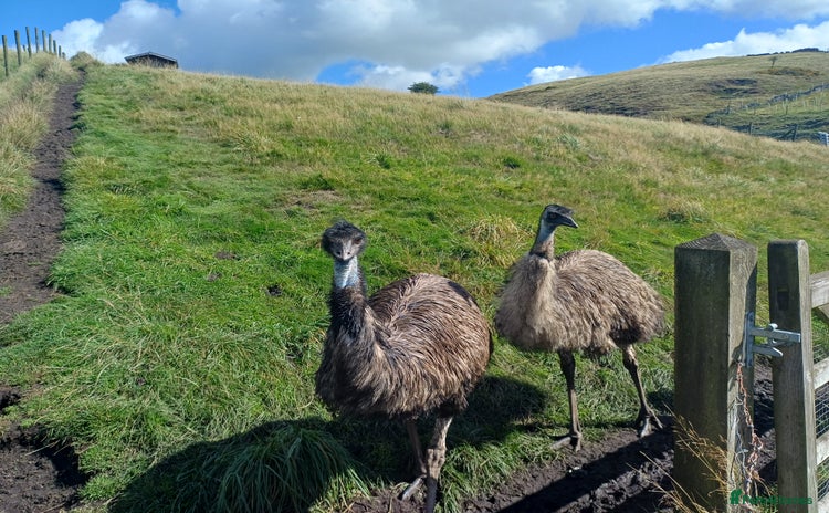 Emus poultry - Advert 3