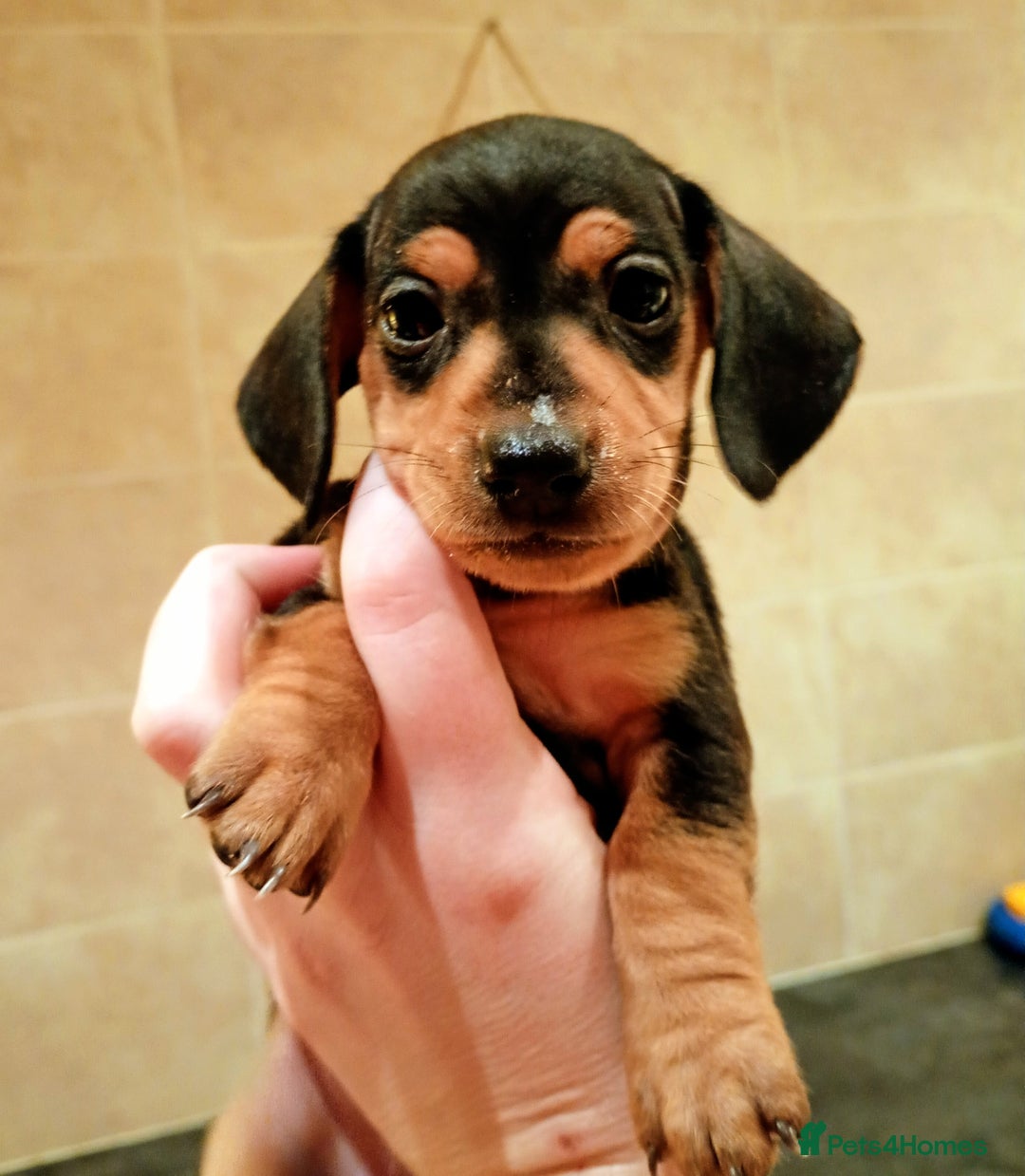 Miniature Dachshund dogs for sale: Miniature Dachshund puppies  - Advert 3
