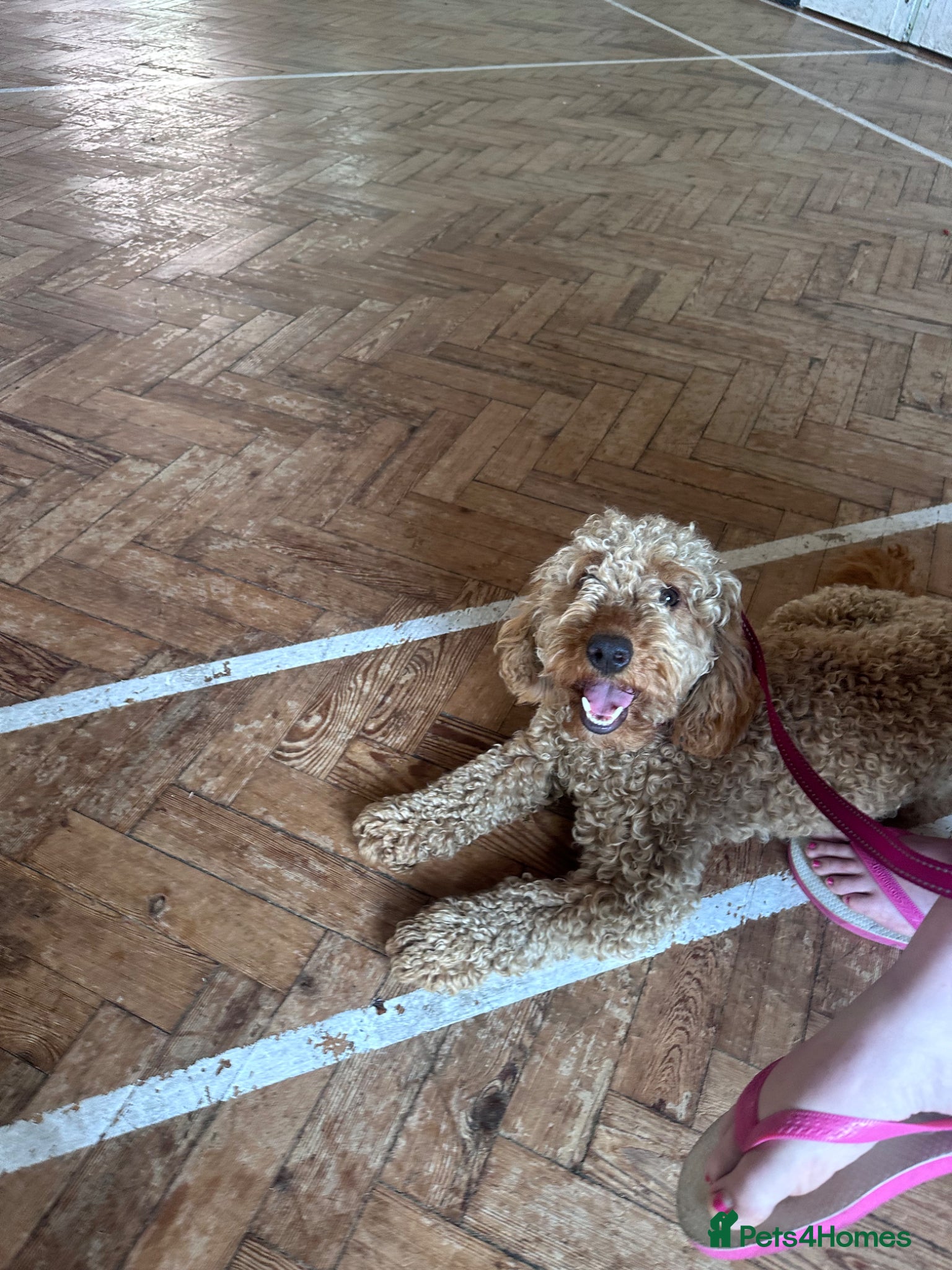Cockapoo dogs Rosie  - Advert 2