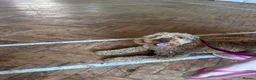 Cockapoo dogs for sale: Rosie  - Advert 1