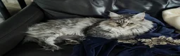Maine Coon cats for sale: Cleo - Maine Coon - Looking for a loving home. - Advert 5