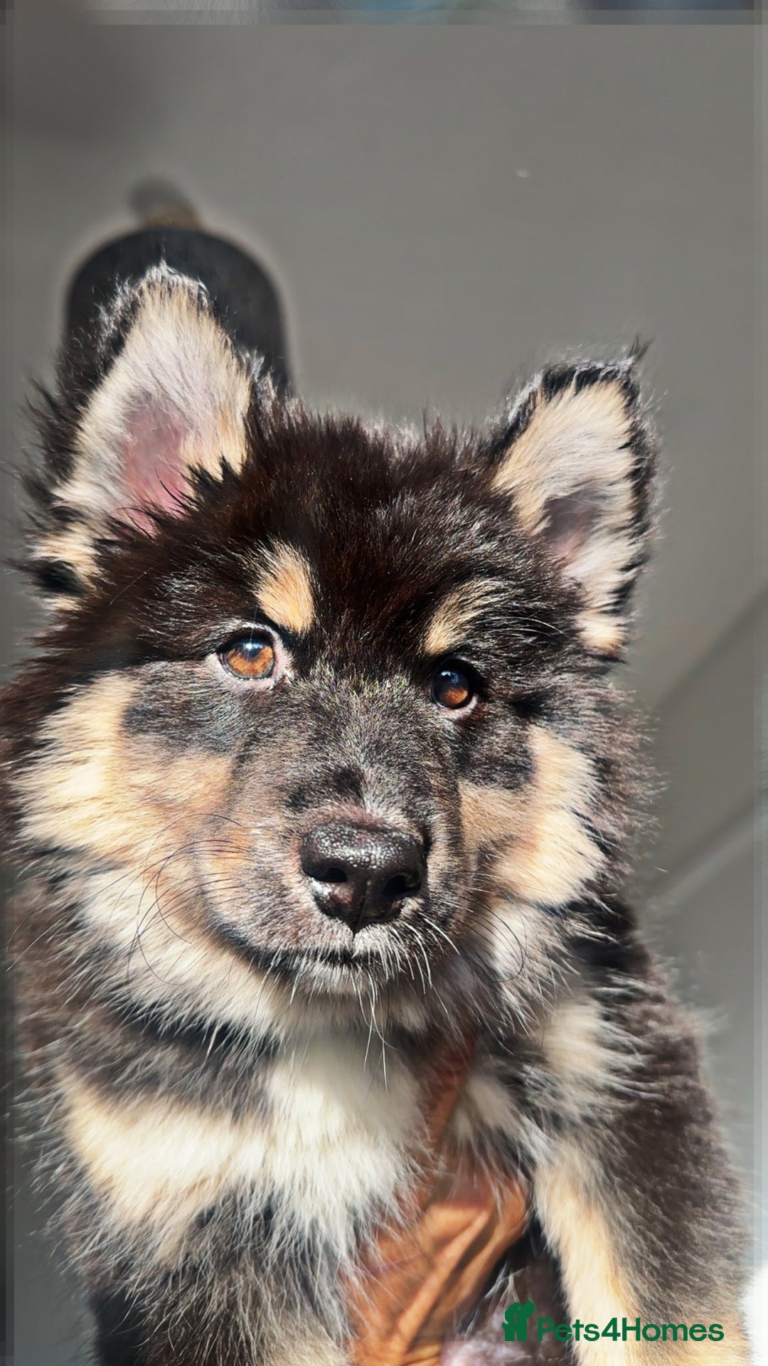Pomsky dogs for sale: BLUE EYED Family-Raised Pomsky Pups  - Advert 26