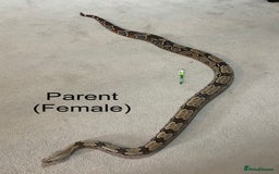 Boa Snake reptiles for sale: ✨ Stunning Red Tailed Suriname Boa’s (BCC) ✨ - Image 2