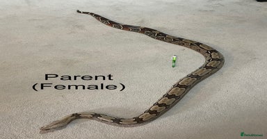 Boa Snake reptiles - Advert 6
