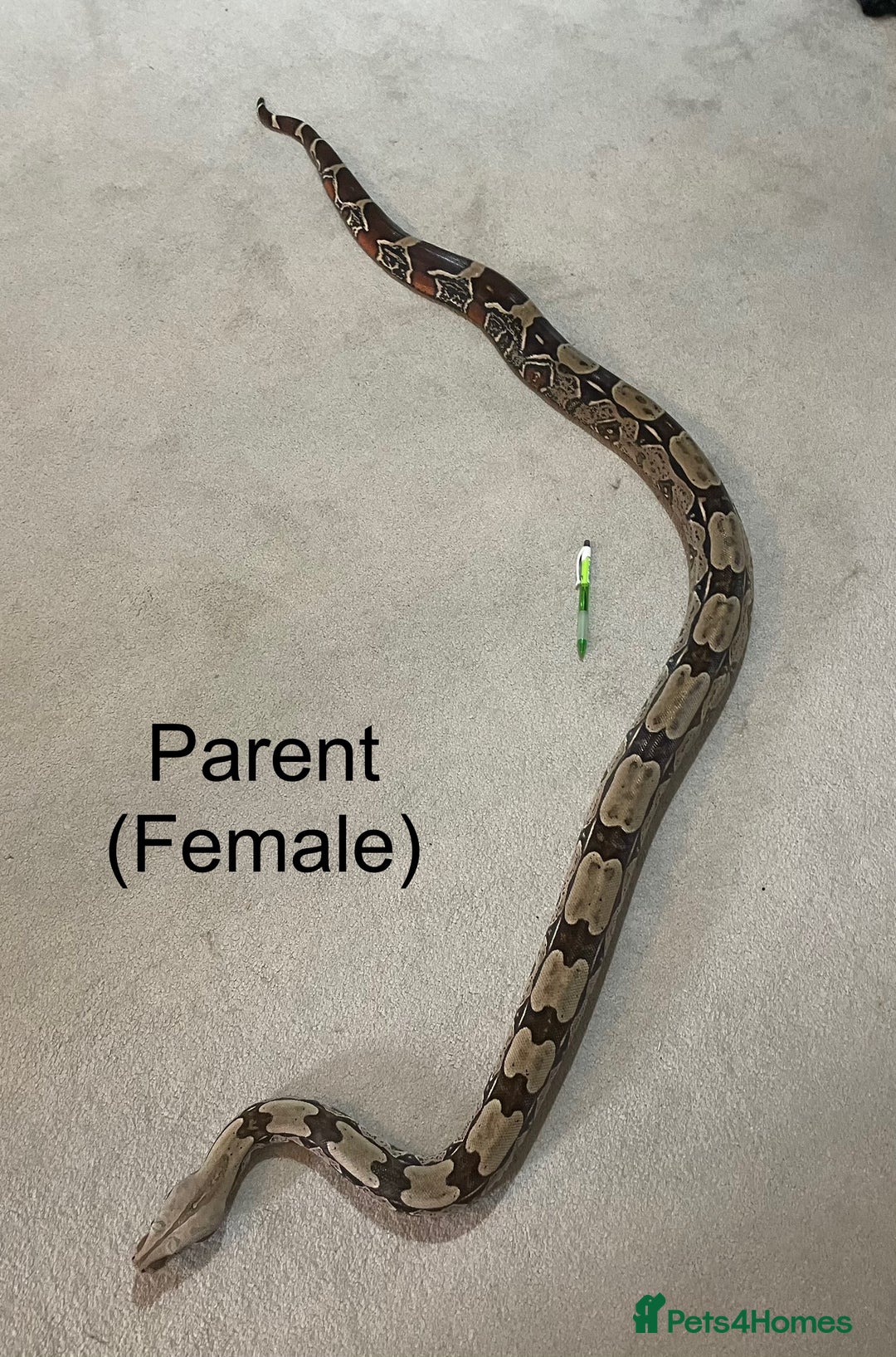 Boa Snake reptiles for sale: ✨ Stunning Red Tailed Suriname Boa’s (BCC) ✨ - Image 2