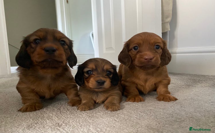 Miniature Dachshund dogs - Advert 1