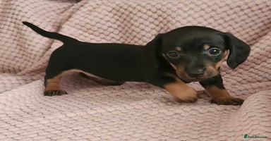 Miniature Dachshund dogs - Advert 9