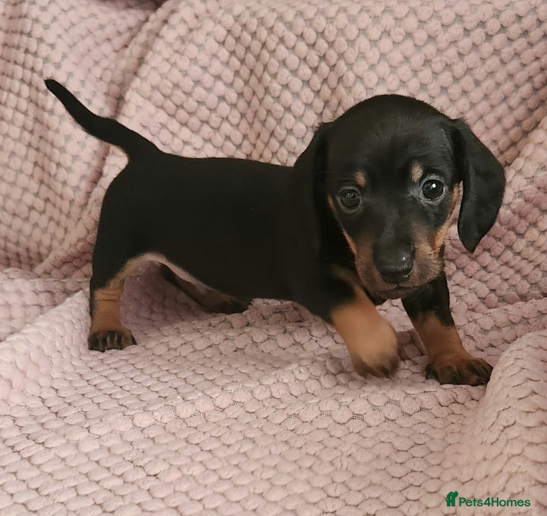 Miniature Dachshund dogs for sale: Beautiful miniature dachshund  - Image 3