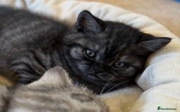 British Shorthair cats for sale: British short hair male kitten - Image 3