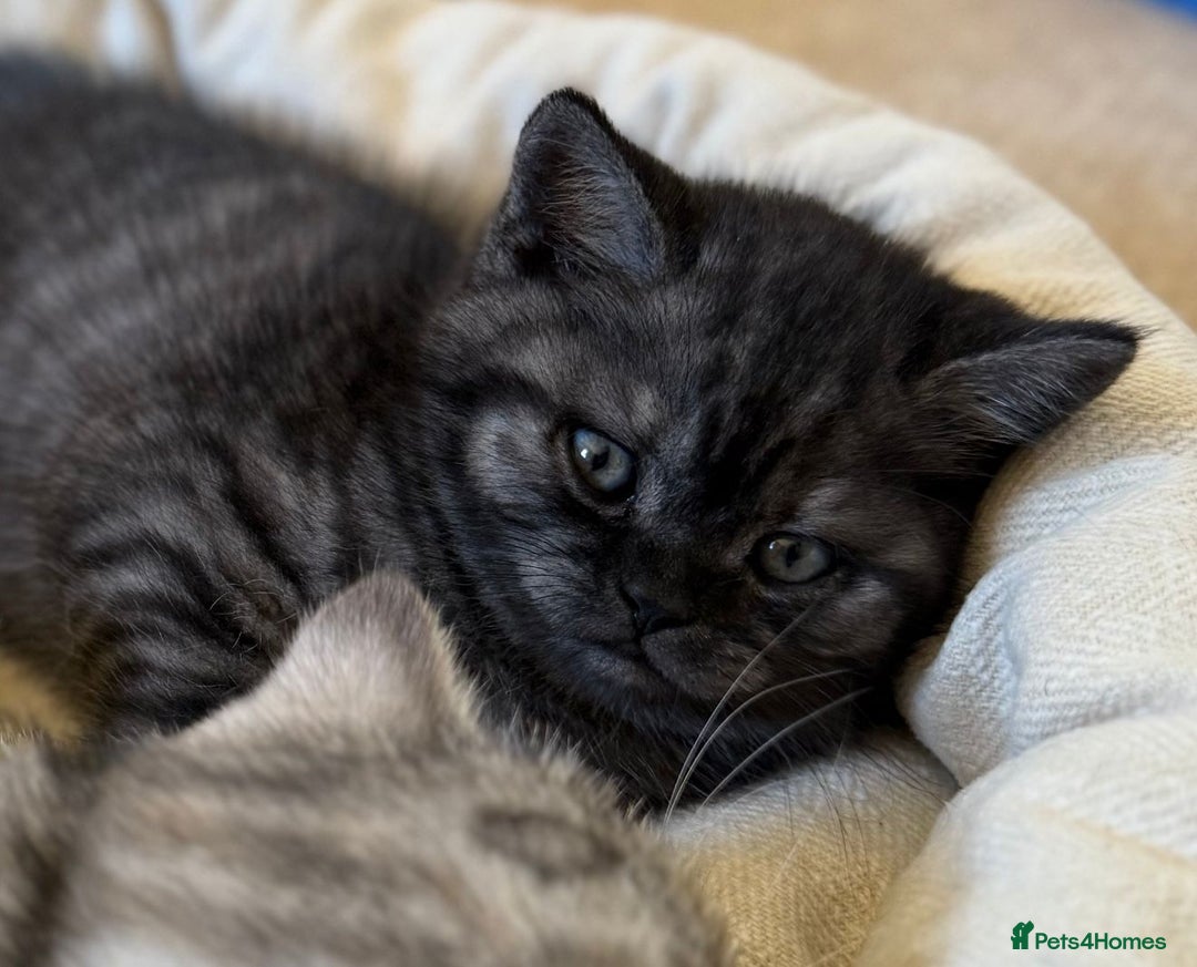 British Shorthair cats for sale: British short hair male kitten - Image 3