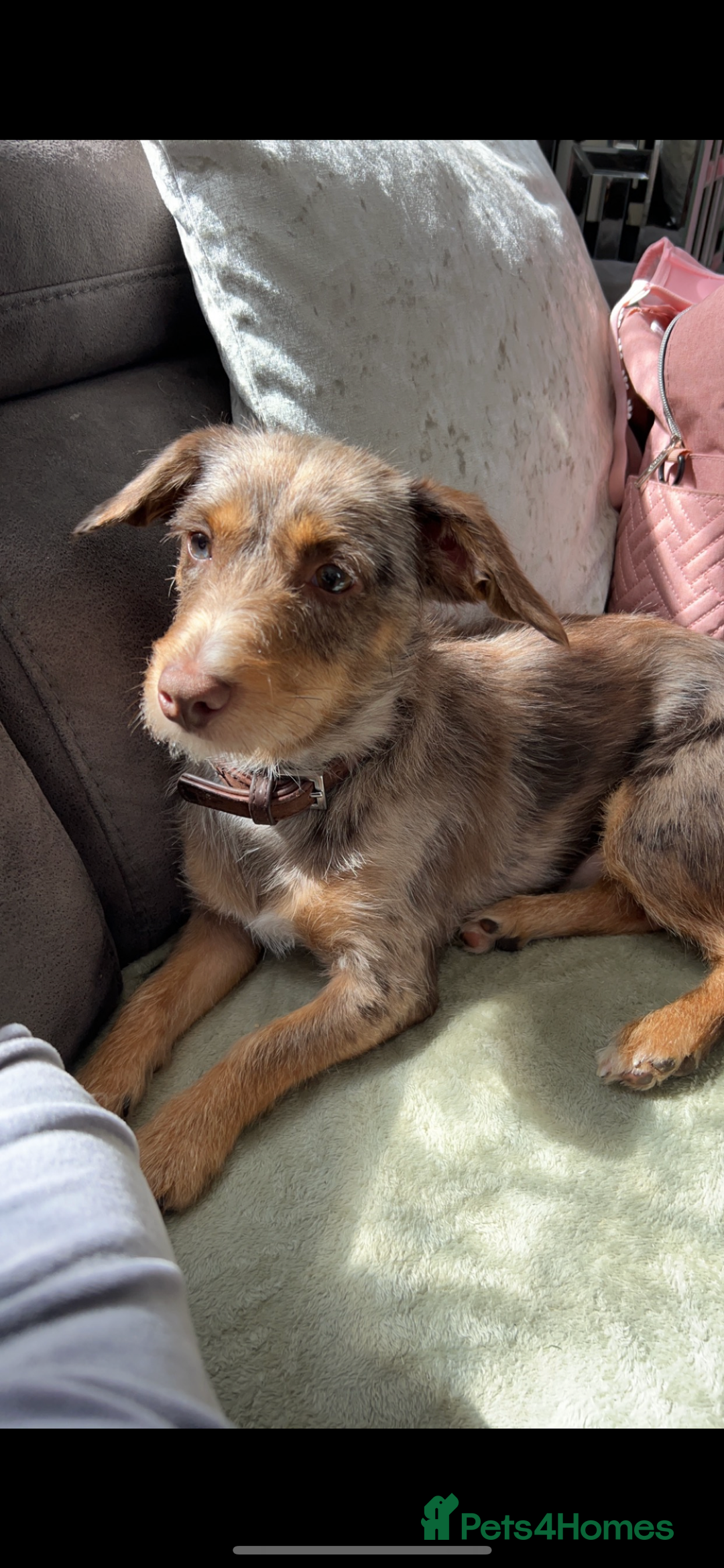 Jack Russell dogs for sale: Jack Russell boy looking for a home  - Advert 2