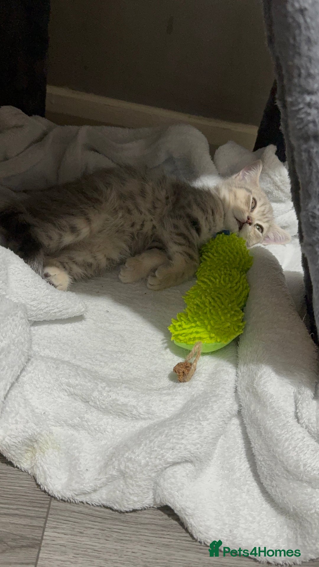 British Shorthair cats for sale: BSH Kitten Bean - Image 28