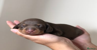 Miniature Dachshund dogs - Advert 16