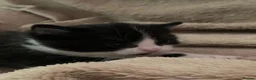 Mixed Breed cats for sale: Kitten from loving country cottage home  - Advert 5