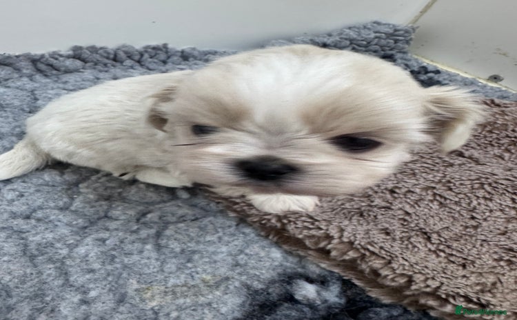Shih Tzu dogs - Advert 1