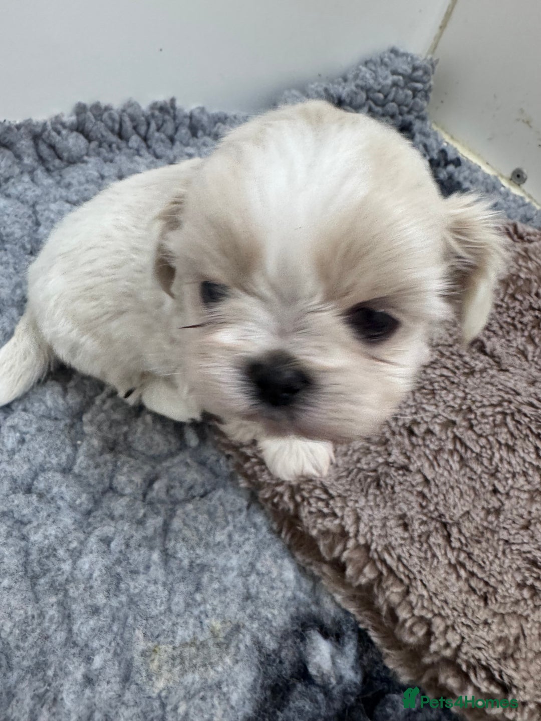 Shih Tzu dogs for sale: Creams shihtzus 5* puppies  - Image 2