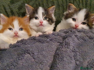 Persian cats PERSIAN CROSS KITTEN BABIES - Advert 7