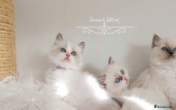 Ragdoll cats for sale: Beautiful Ragdoll kittens 😻😻😻 - Image 14