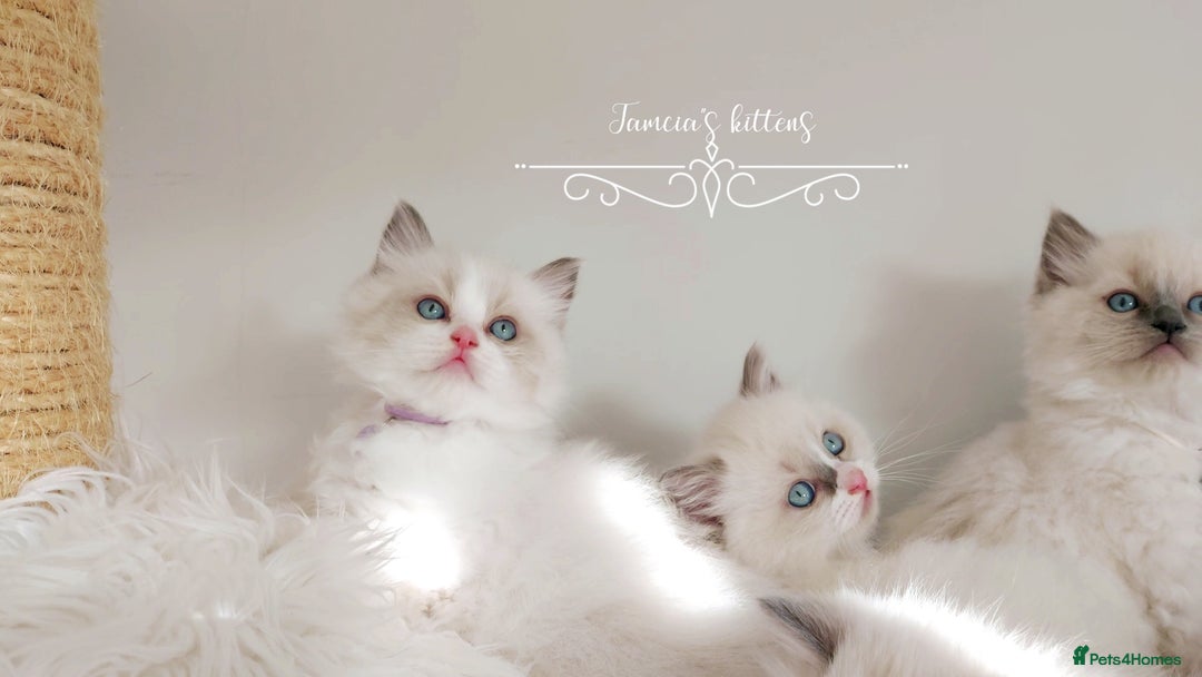 Ragdoll cats for sale: Beautiful Ragdoll kittens 😻😻😻 - Image 14