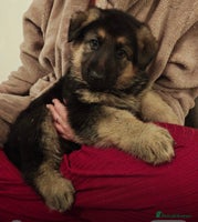 German Shepherd dogs - Advert 9