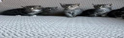 Mixed Breed cats for sale: Six Beautiful Tabby Kittens  - Advert 6
