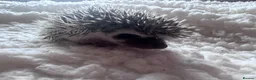 Pygmy Hedgehog rodents for sale: African Pygmy hedgehog hoglets  - Advert 8