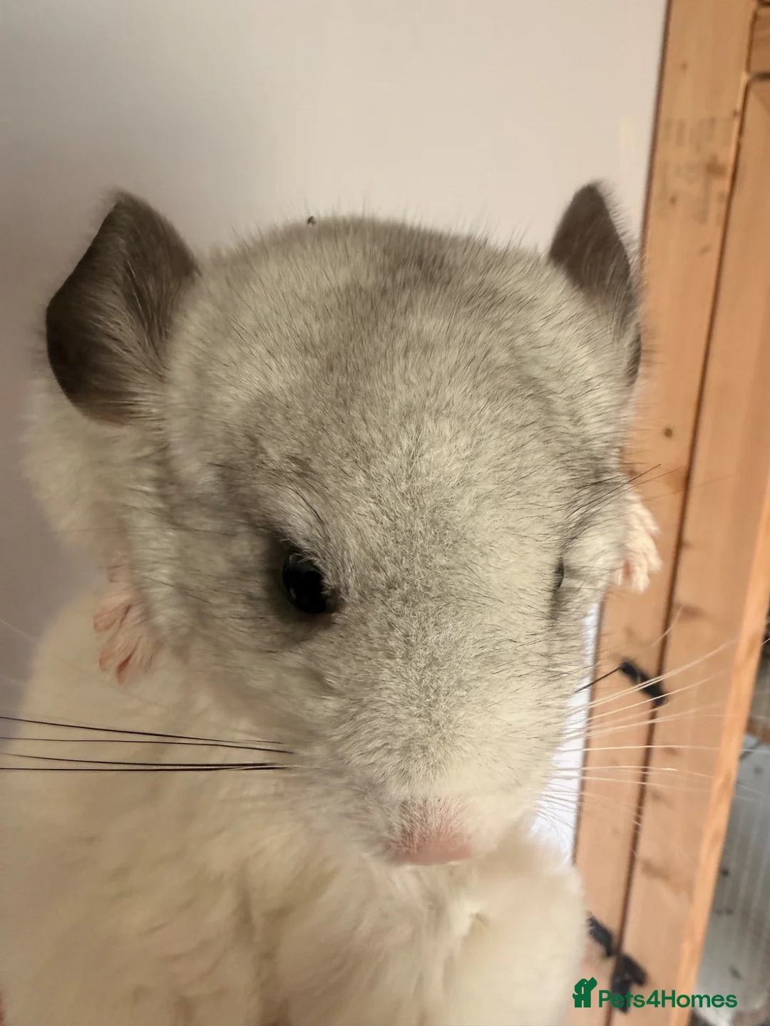 Chinchilla rodents for sale: Baby male chinchilla  in Wigton - Advert 1