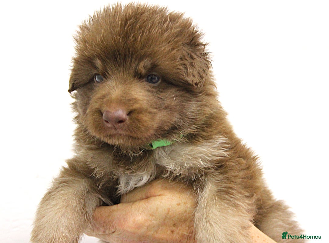 German Shepherd dogs for sale: GORGEAOUS K/C Registered German Shepherd puppies - Image 12