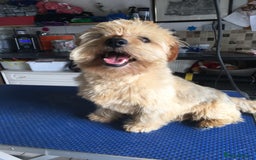 Norfolk Terrier dogs for stud: Meet cowboy in Maidstone - Image 3