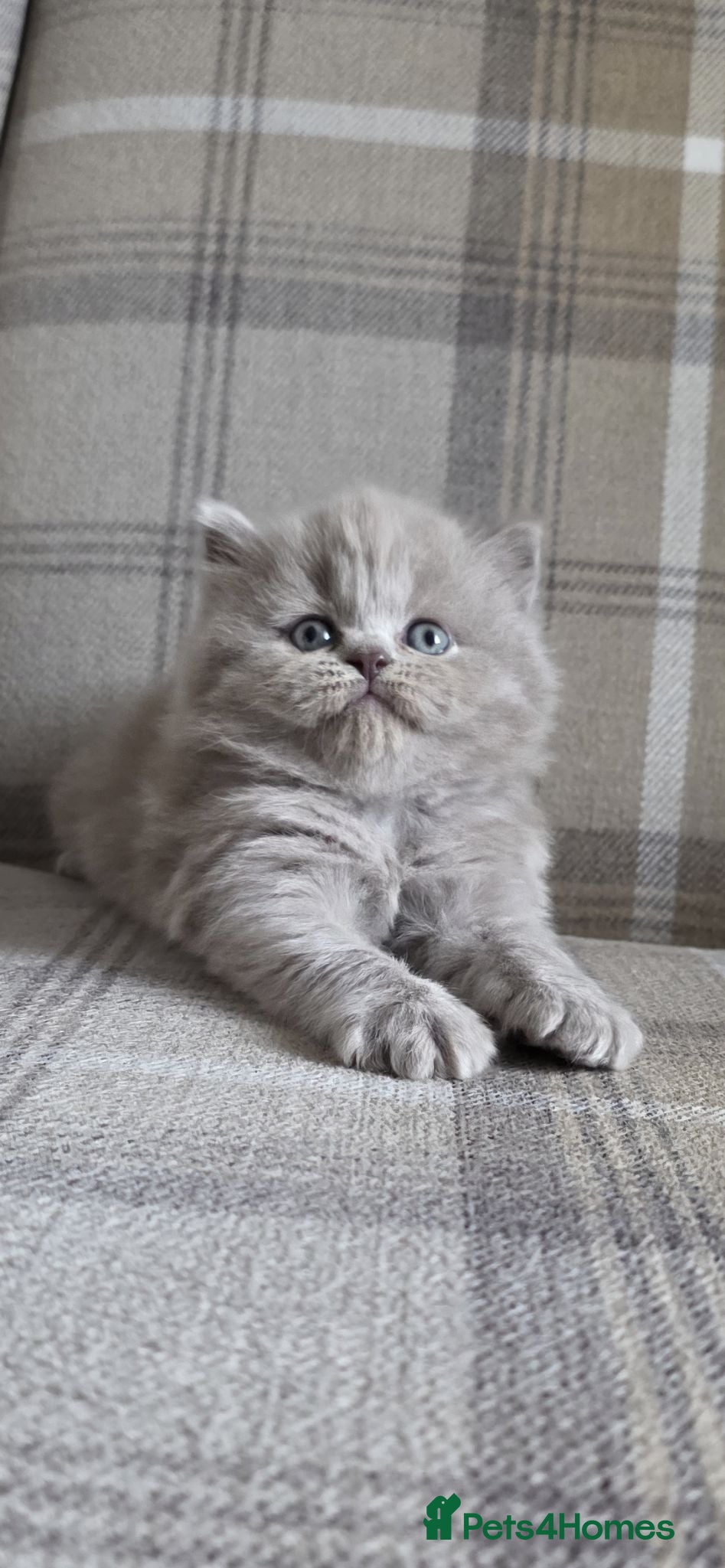 British Longhair cats Champion GCCF British Longhair female - Advert 3