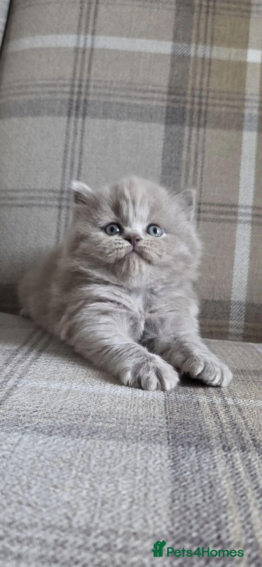 British Longhair cats for sale: Champion GCCF British Longhair female - Advert 1