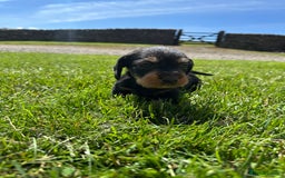 Dachshund dogs for sale: Working Wirehaired dachshund teckels puppies - Image 7