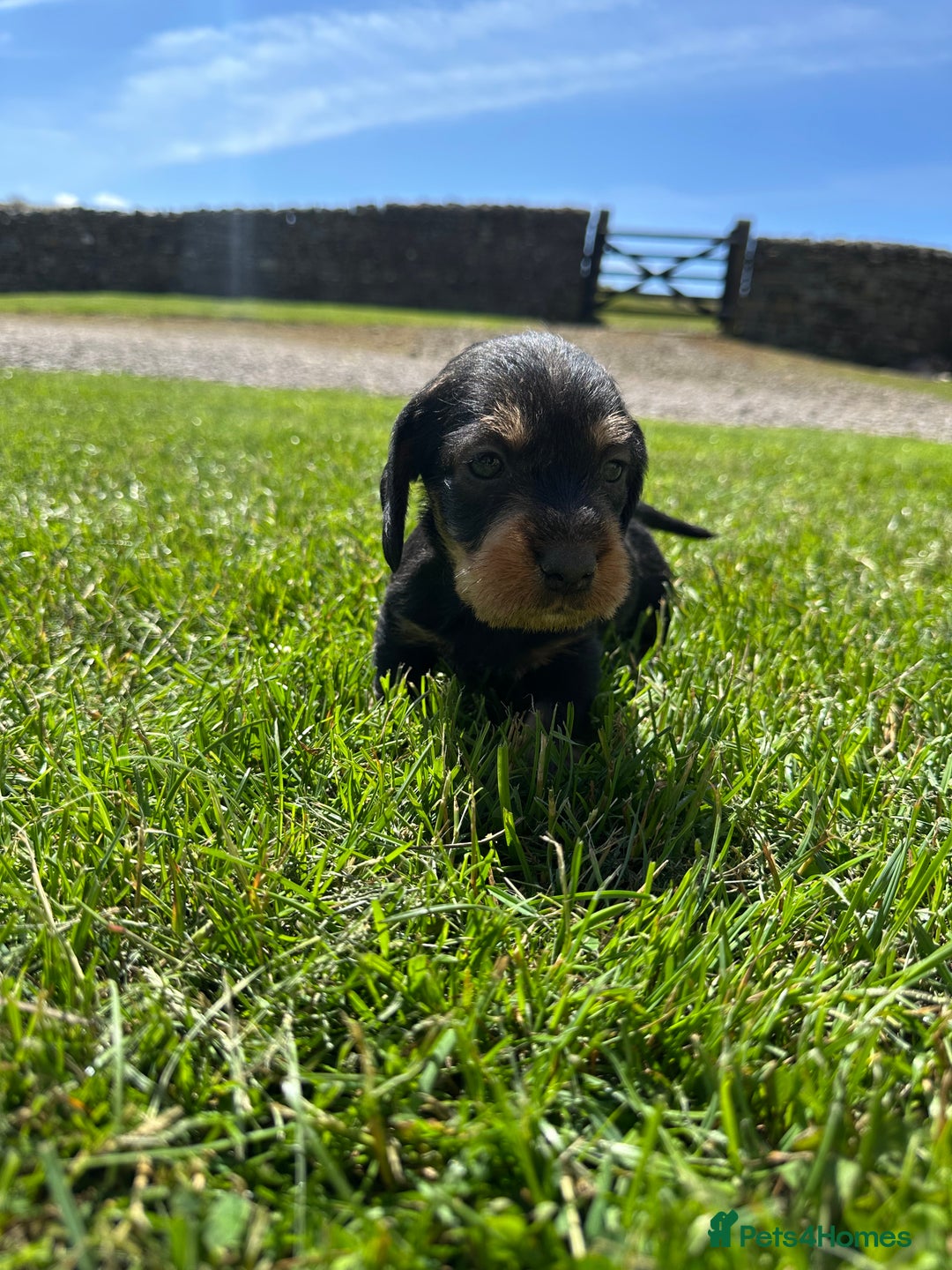 Dachshund dogs for sale: Working Wirehaired dachshund teckels puppies - Image 7