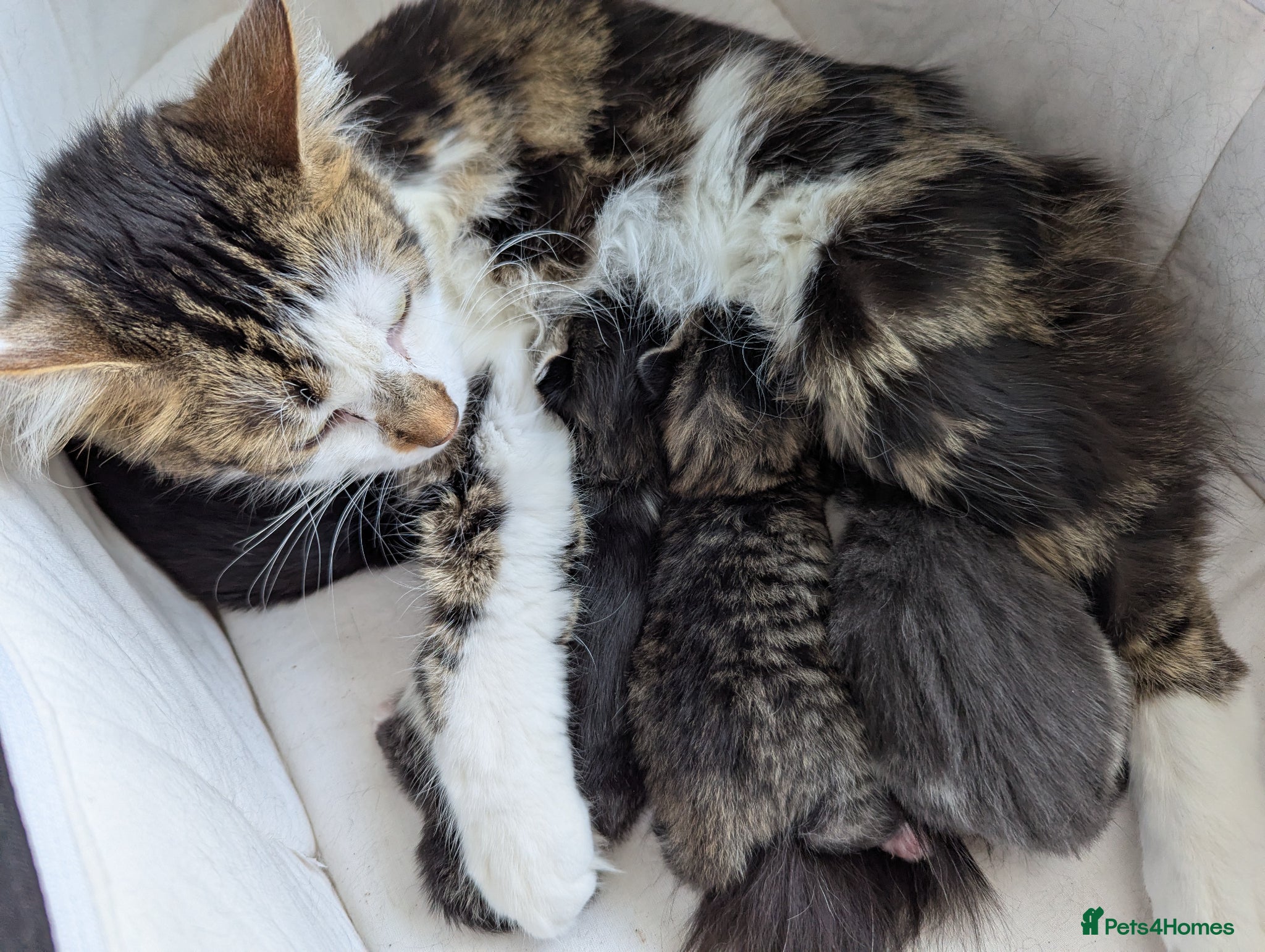 Domestic Shorthair cats Kittens - Advert 1