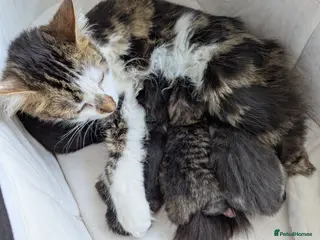 Domestic Shorthair cats Kittens - Advert 1