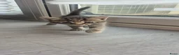 Russian Blue cats for sale: Blue Russian Kittens  in Downham Market - Advert 5