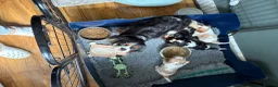 Cavalier King Charles Spaniel dogs for sale: 5 cavalier King Charles spaniel puppies available  - Advert 3