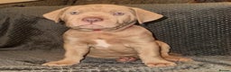 Mastiff dogs for sale: Neapolitan x Cane Corso Mix - Advert 6