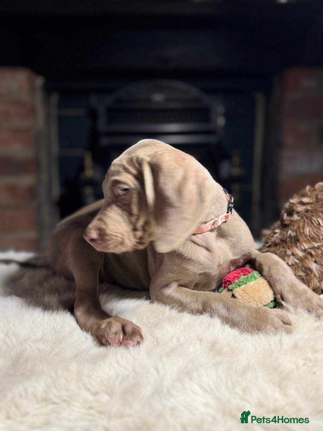 Weimaraner dogs for sale: ✨READY NOW✨ LAST FEW GIRLS✨ KC Reg Pups  ✨ - Advert 8